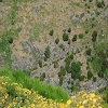 Plants: image 51 Of 208 Thumb